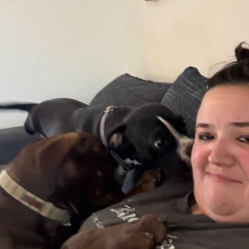 Dog sitter Vanessa relaxes with two pitbull mixes during hourly pet sitting in Glendale, AZ