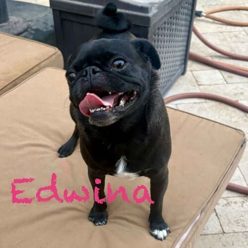 Rescued black pug Edwina receives in home dog care in Phoenix, AZ