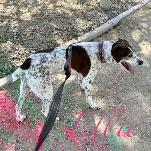 German Shorthaired Pointer Ellie loves her daily dog walks in Peoria, AZ