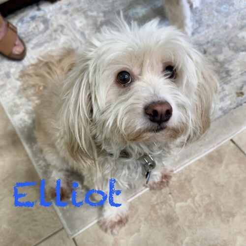 Small white mixed breed dog Elliot receives in home training for fear and insecurity in Glendale, AZ