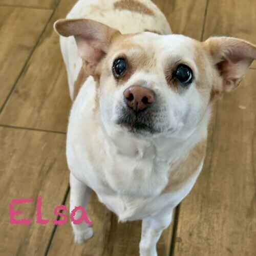 White and tan Chihuahua mix Elsa waits patiently for dinner during dog sitting in Glendale, AZ