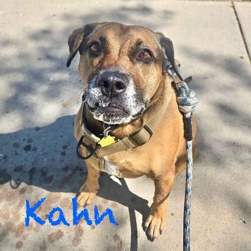 Rescued mixed breed dog Kahn enjoys weekly dog walks in Peoria, AZ