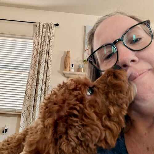 Pet sitter Karen with toy Goldendoodle Nalu during dog drop in visits in Glendale, AZ
