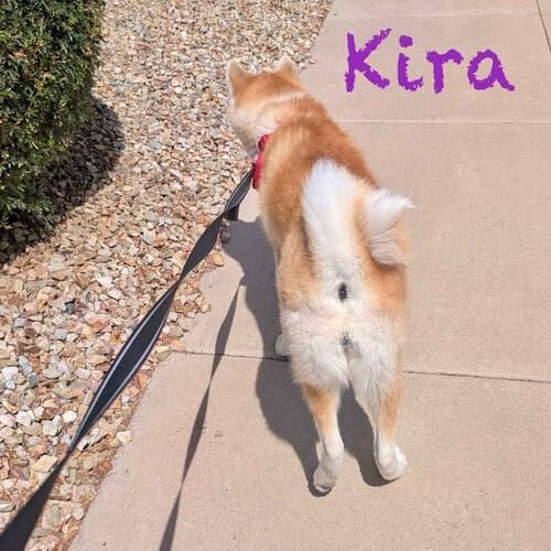 Akita puppy Kira enjoys weekly dog walking and potty breaks in Peoria, AZ