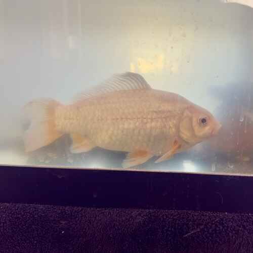 Large fish receiving in home pet sitting care in Glendale, AZ