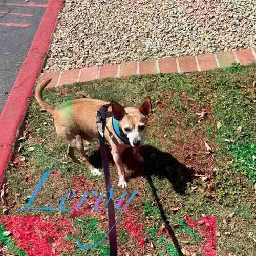 Chihuahua Leroy enjoys weekly dog walking in Phoenix, AZ