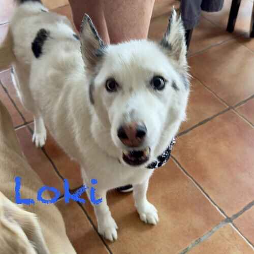 Senior white Husky Loki waits for treats from an overnight pet sitter in Peoria, AZ