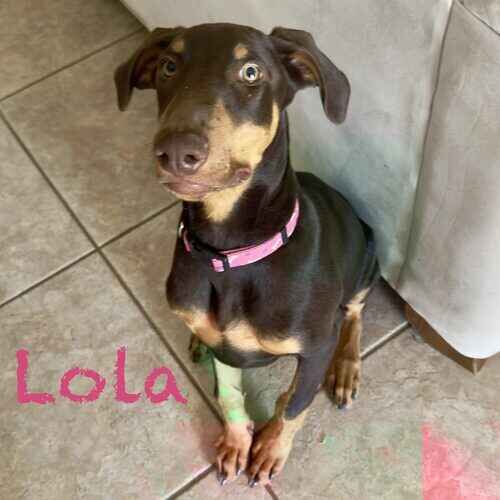Doberman puppy Lola sits focused during positive reinforcement puppy training in Phoenix, AZ