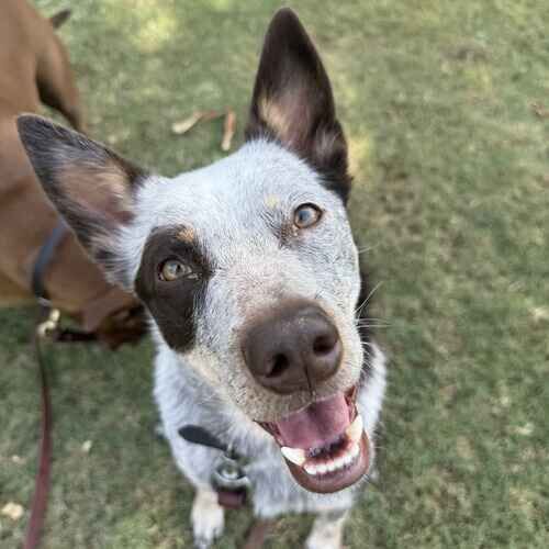 Rescued cattle dog Maggie smiles during weekly dog walking in Glendale, AZ