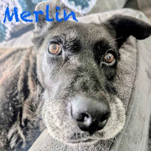 Senior black Lab mix Merlin rests on a dog bed during overnight pet sitting in Surprise, AZ