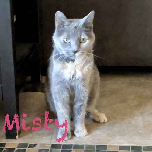 Tri colored cat Misty sits politely for food during cat sitting in Glendale, AZ