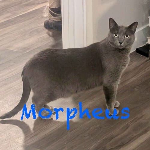 Grey cat Morpheus watches an overnight cat sitter in Surprise, AZ