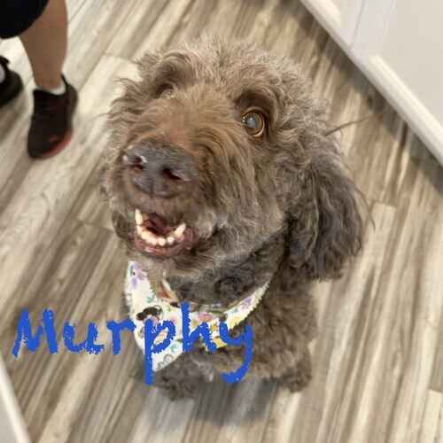 Senior Labradoodle Murphy smiles at his overnight pet sitter in Glendale, AZ