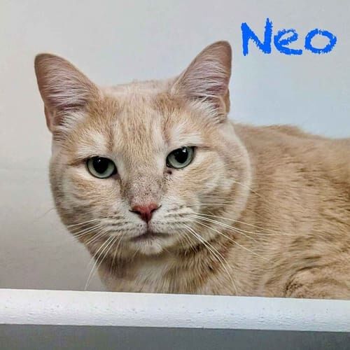Orange cat Neo watches his cat sitter during overnight pet sitting in Surprise, AZ