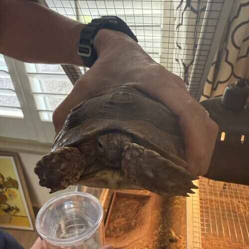 Turtle Octavius receives pet sitting care from FurBabies & Friends in Glendale, AZ
