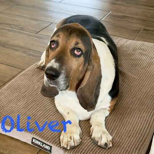 Basset Hound Oliver waits on his dog bed for dinner during dog sitting in Arrowhead Ranch, AZ