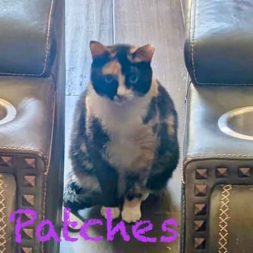 Tri colored cat Patches peers through couches during overnight cat sitting in Glendale, AZ