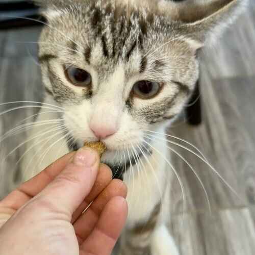 Pet sitter gives treats to a curious kitten during a visit in Glendale, AZ