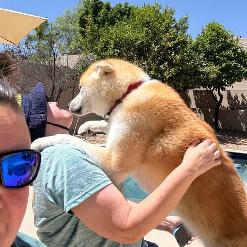 Pet sitters share affection with Akita puppy Kira during puppy potty breaks in Peoria, AZ