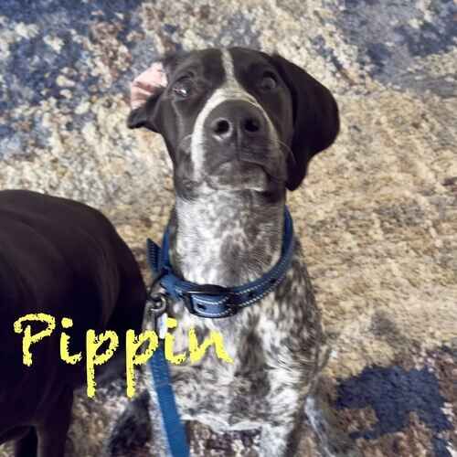 German Shorthaired Pointer Pippin focuses during positive reinforcement puppy training in Peoria, AZ