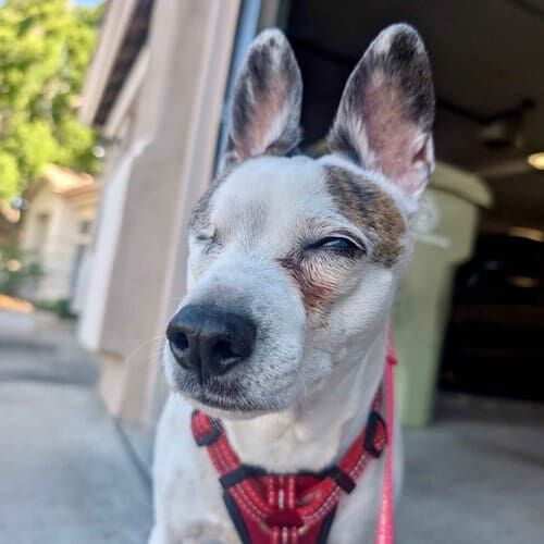 Senior special medical needs terrier Rusty receives 24 hour live in pet care in Glendale, AZ