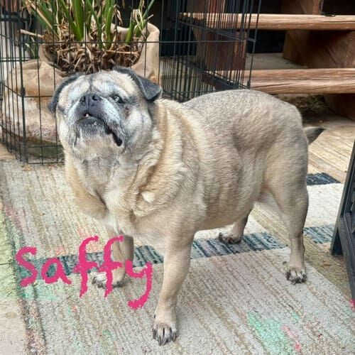 Senior special needs tan pug Saffy receives dog drop in visits in Phoenix, AZ