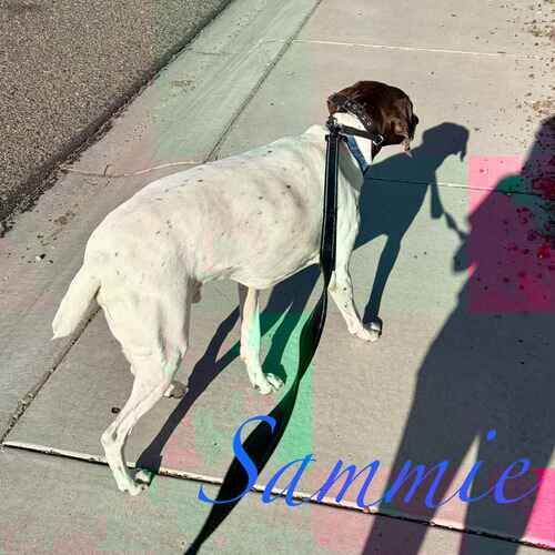 German Shorthaired Pointer Sammie enjoys daily dog walking in Peoria, AZ