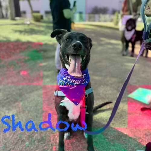 Fearful Lab pit mix Shadow graduates beginning obedience group dog training in Peoria, AZ