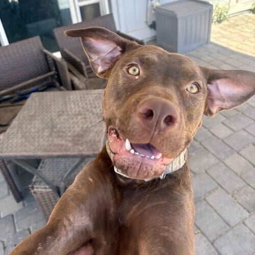 Chocolate Lab puppy jumps playfully during a midday potty break in Glendale, AZ