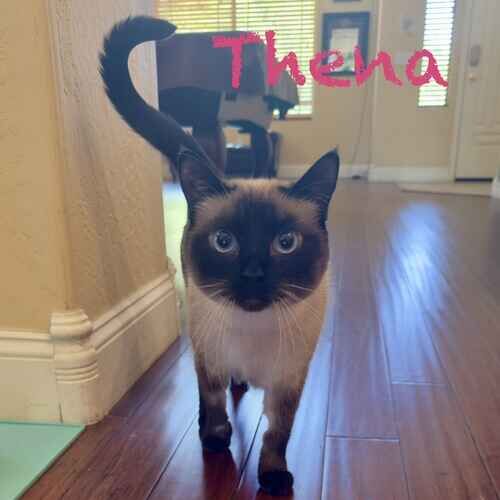 Siamese cat Thena curiously approaches an in home cat sitter in Glendale, AZ.