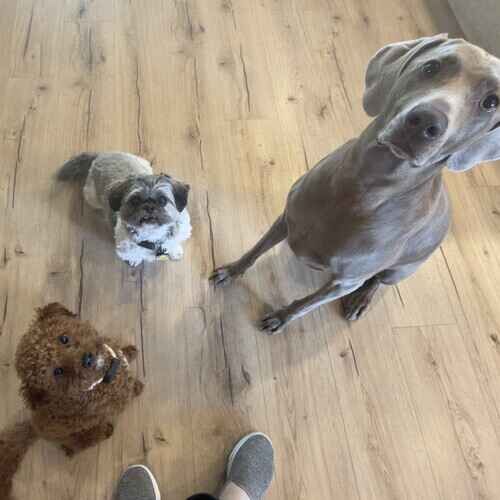 Three dogs sit nicely for treats from an in home pet sitter in Peoria, AZ