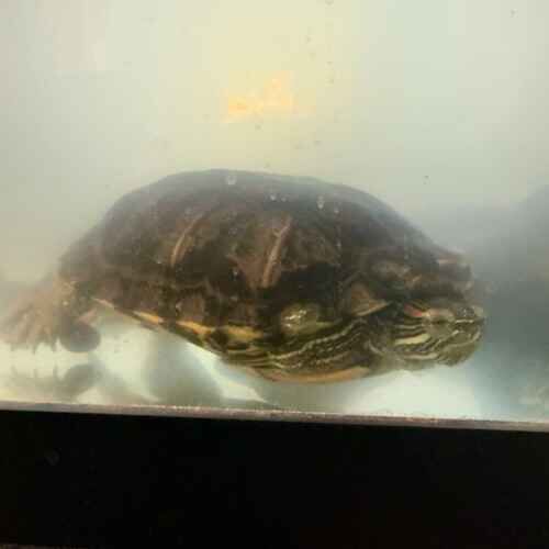 Turtle receives feeding care and cage cleaning during pet sitting in Glendale, AZ