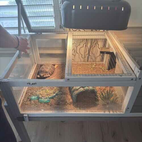 Turtle receiving pet sitting care from FurBabies & Friends in Glendale, AZ