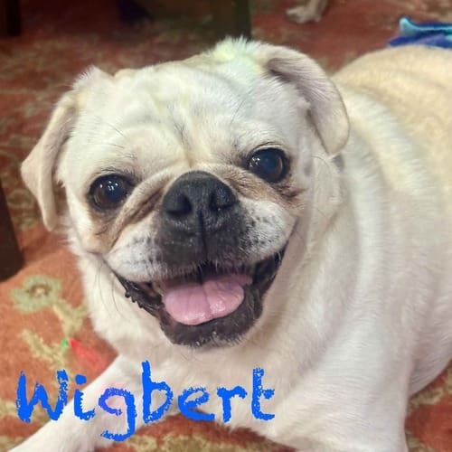 Tan pug Wigbert during at home dog sitting visits in Phoenix, AZ