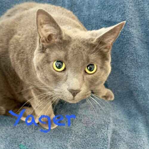 Grey cat Yager watches an overnight cat sitter in Peoria, AZ